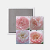 きれいなバラ マグネット (正面/裏面)