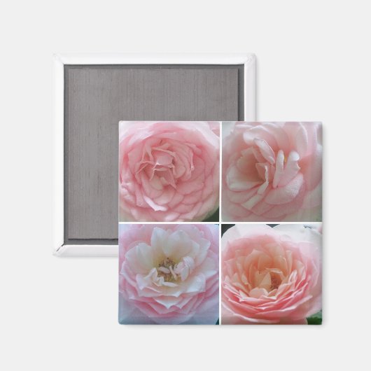 きれいなバラ マグネット (正面/裏面)