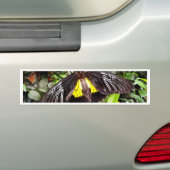 きれいな黒黄色の蝶の写真 バンパーステッカー (車上)