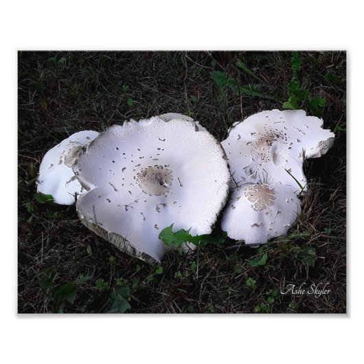 くしゃくしゃになった皿 フォトプリント            (正面)