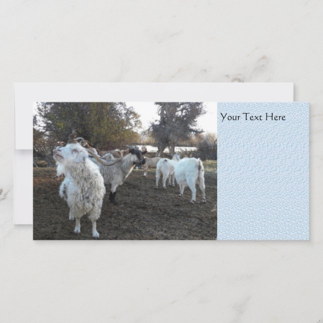 くしゃみヤギ (正面)