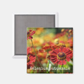 くしゃみ草植物磁石 マグネット (正面/裏面)