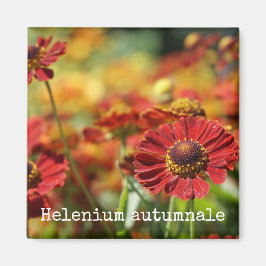 くしゃみ草植物磁石 マグネット