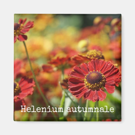 くしゃみ草植物磁石 マグネット (正面)