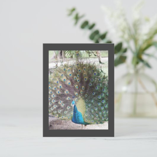 くじゃく ポストカード (スタンド正面)