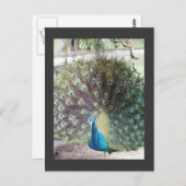 くじゃく ポストカード (正面/裏面)