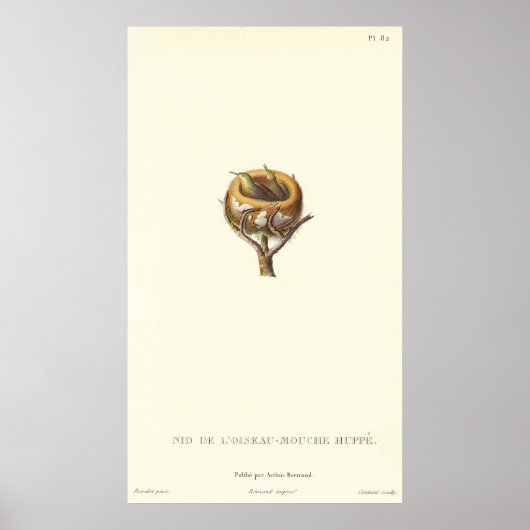 くちばしのハチドリの愛らしい巣かわいらし-! ポスター (正面)