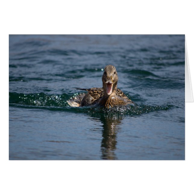くちばしを開けてアヒル (正面横)