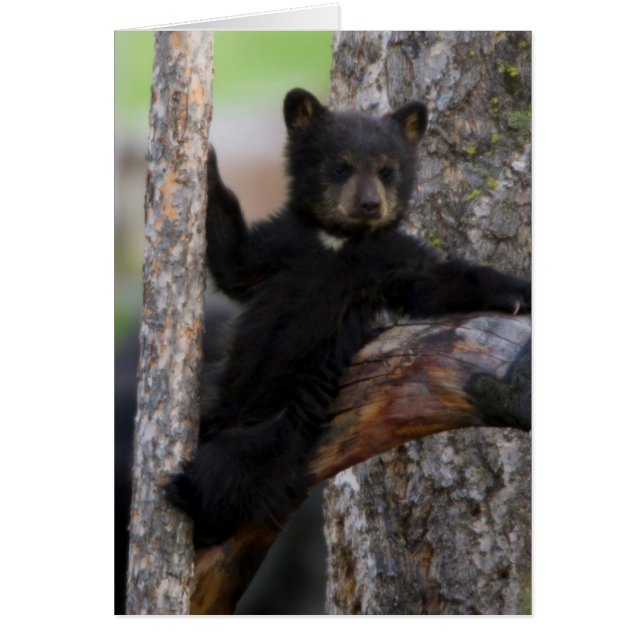 くつろぐクロクマの子 (正面)