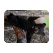 くつろぐクロクマの子 マグネット (横)