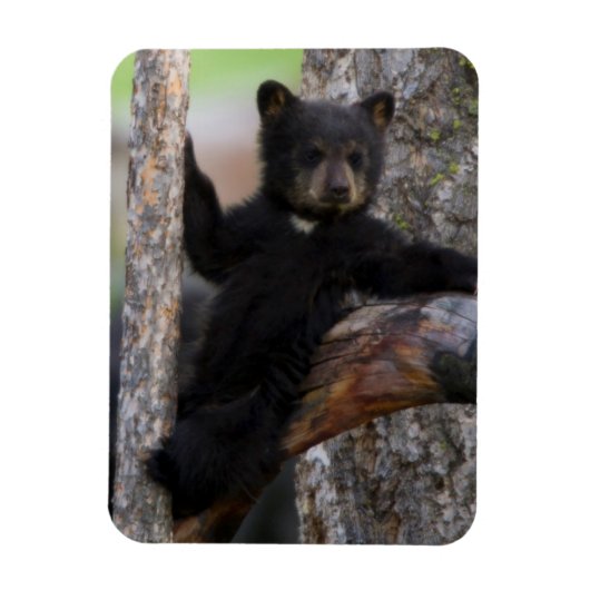 くつろぐクロクマの子 マグネット (縦)