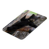 くつろぐクロクマの子 マグネット (左側)