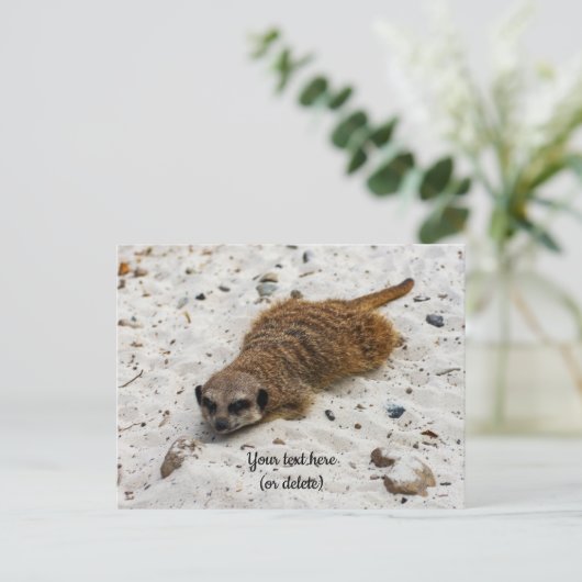 くつろぐミーアカットのはがき ポストカード (スタンド正面)