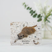 くつろぐミーアカットポストカード ポストカード (スタンド正面)