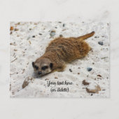 くつろぐミーアカットポストカード ポストカード (正面)