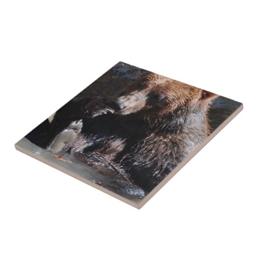 くまを浸すこと タイル (側面)