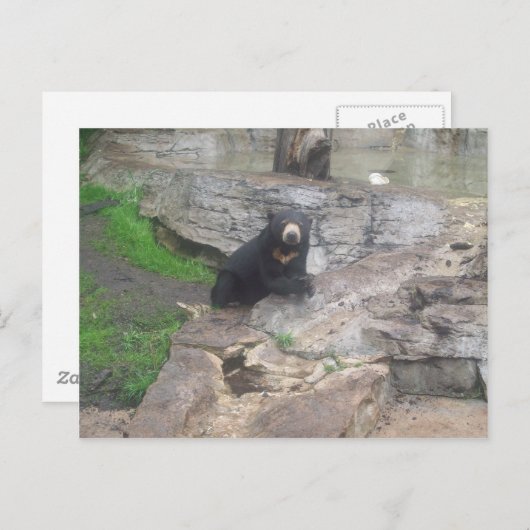 くま ポストカード (正面/裏面)