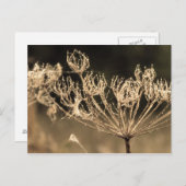 くもの巣と水inセピア ポストカード (正面/裏面)