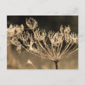 くもの巣と水inセピア ポストカード (正面)