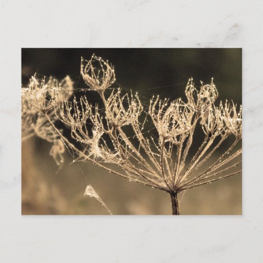 くもの巣と水inセピア ポストカード (正面)