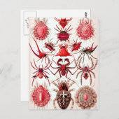 くもの巣クローラーズポストカード ポストカード (正面/裏面)