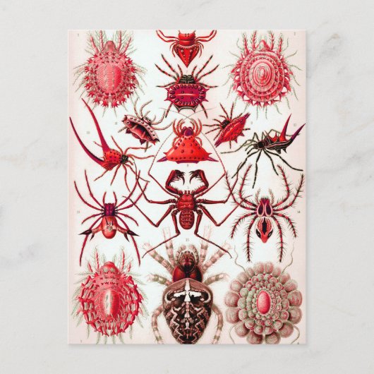 くもの巣クローラーズポストカード ポストカード (正面)