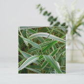 くもの草のかわいらしい緑および白くストライプのな植物 招待状 (スタンド正面)