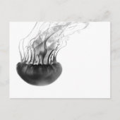 くらげの郵便はがき(白黒) ポストカード (正面)