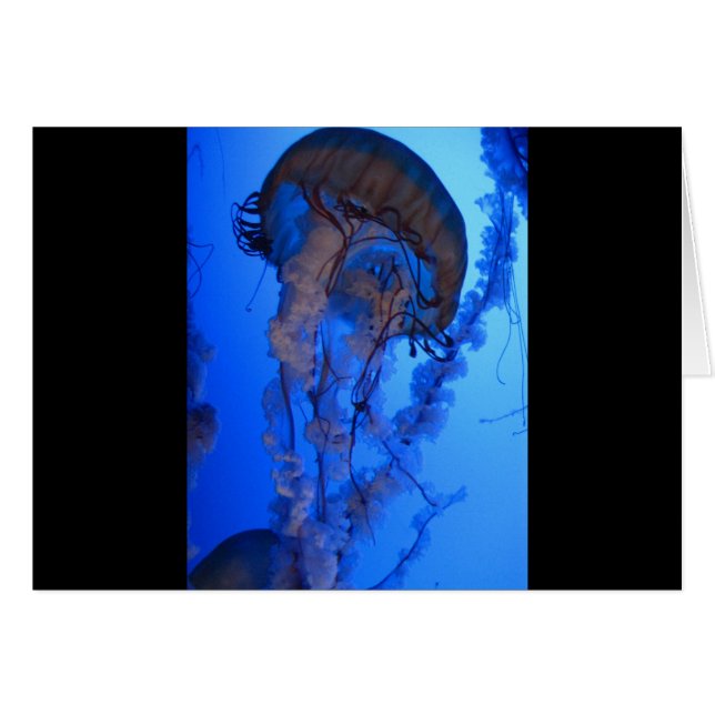 くらげ (正面横)