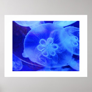 くらげ ポスター