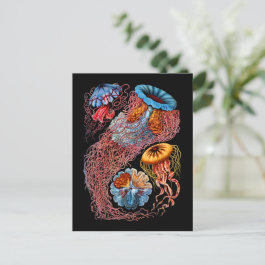 くらげ ポストカード (スタンド正面)