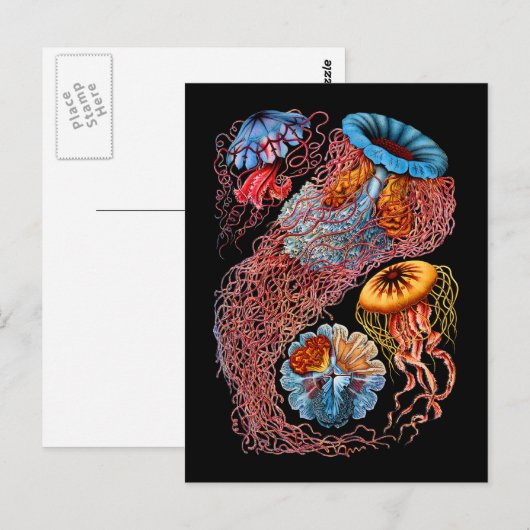 くらげ ポストカード (正面/裏面)