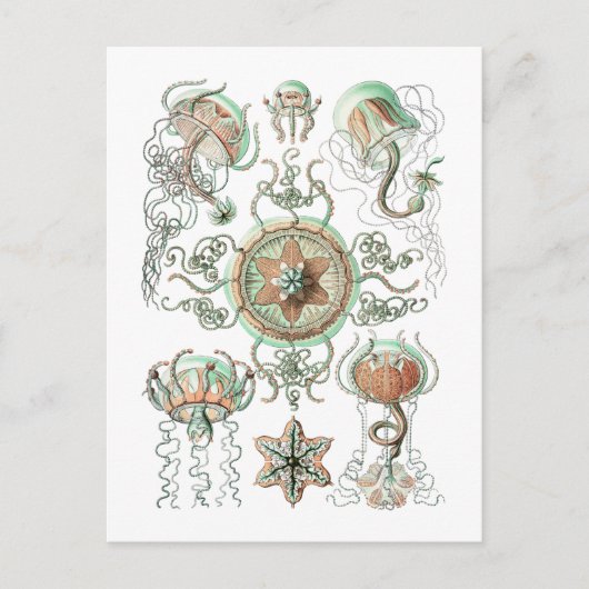 くらげ ポストカード (正面)