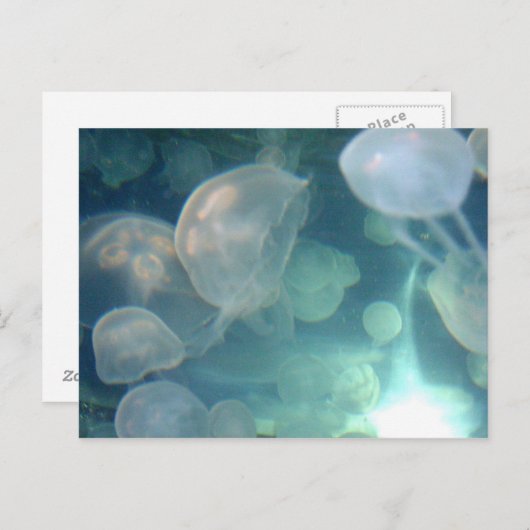 くらげ ポストカード (正面/裏面)