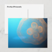 くらげ ポストカード (正面/裏面)