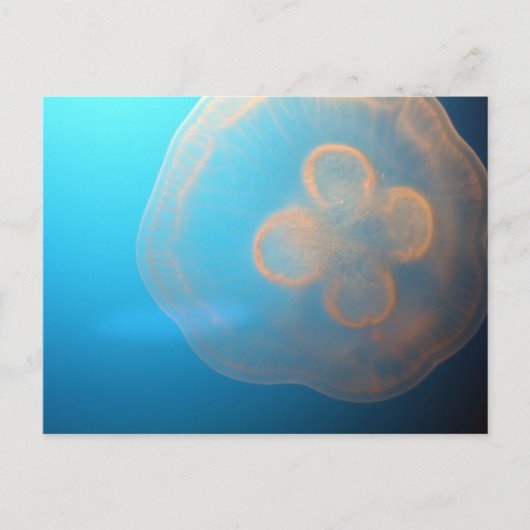 くらげ ポストカード (正面)