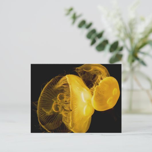 くらげ ポストカード (スタンド正面)