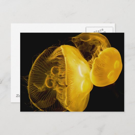 くらげ ポストカード (正面/裏面)