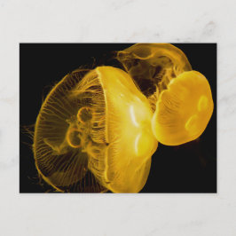 くらげ ポストカード