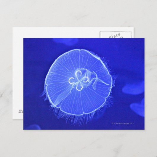 くらげ ポストカード (正面/裏面)