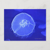 くらげ ポストカード (正面)