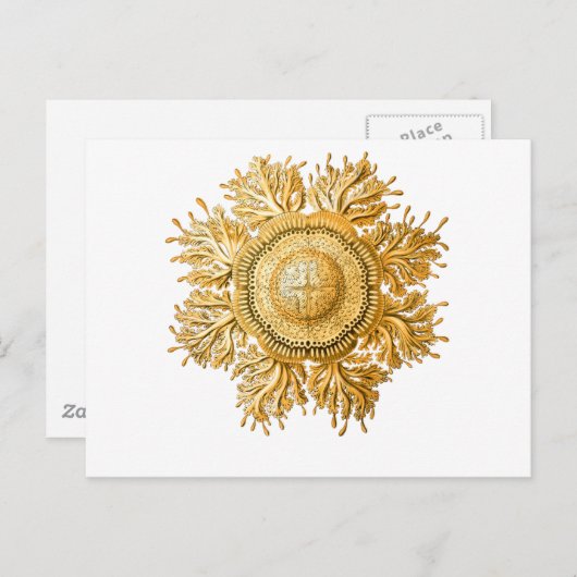 くらげ ポストカード (正面/裏面)