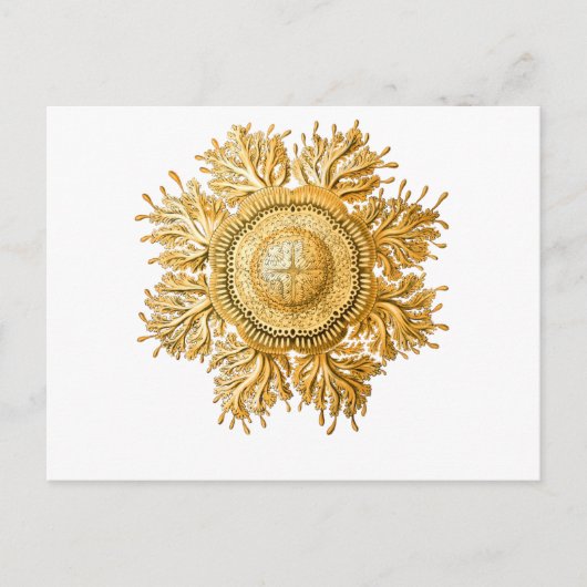 くらげ ポストカード (正面)