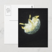 くらげ ポストカード (正面/裏面)