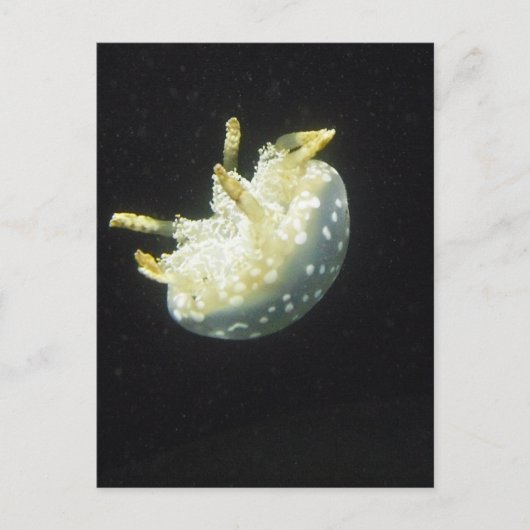 くらげ ポストカード (正面)