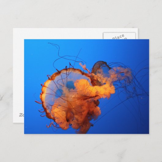 くらげ ポストカード (正面/裏面)