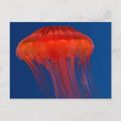 くらげ ポストカード (正面)