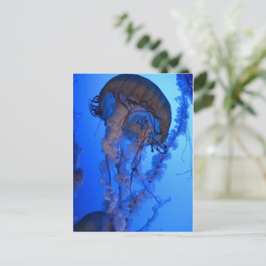 くらげ ポストカード (スタンド正面)