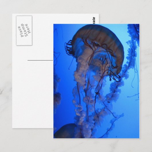 くらげ ポストカード (正面/裏面)