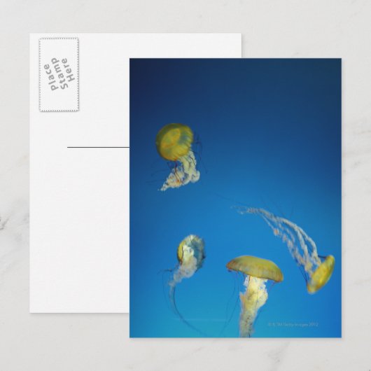 くらげ ポストカード (正面/裏面)